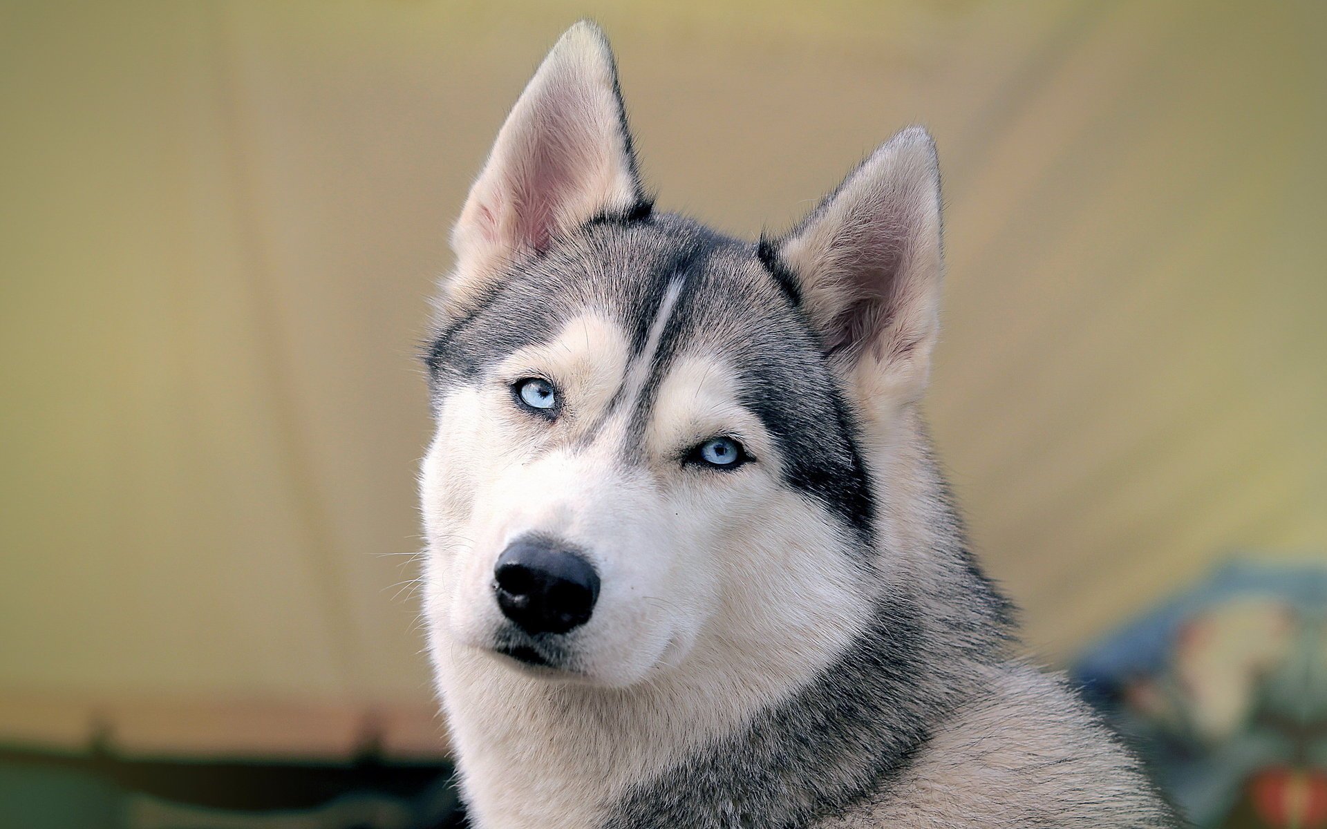 husk siberiano perro fondo