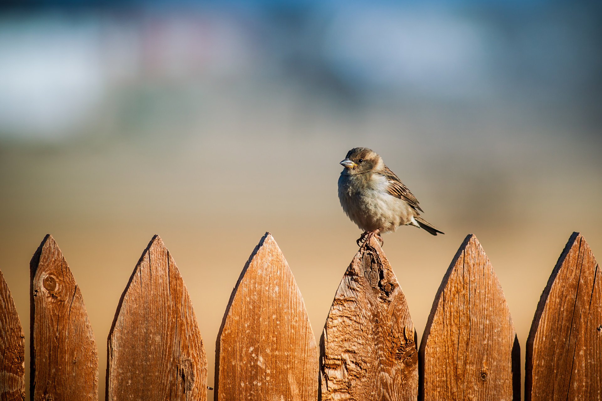 vogel zaun spatz