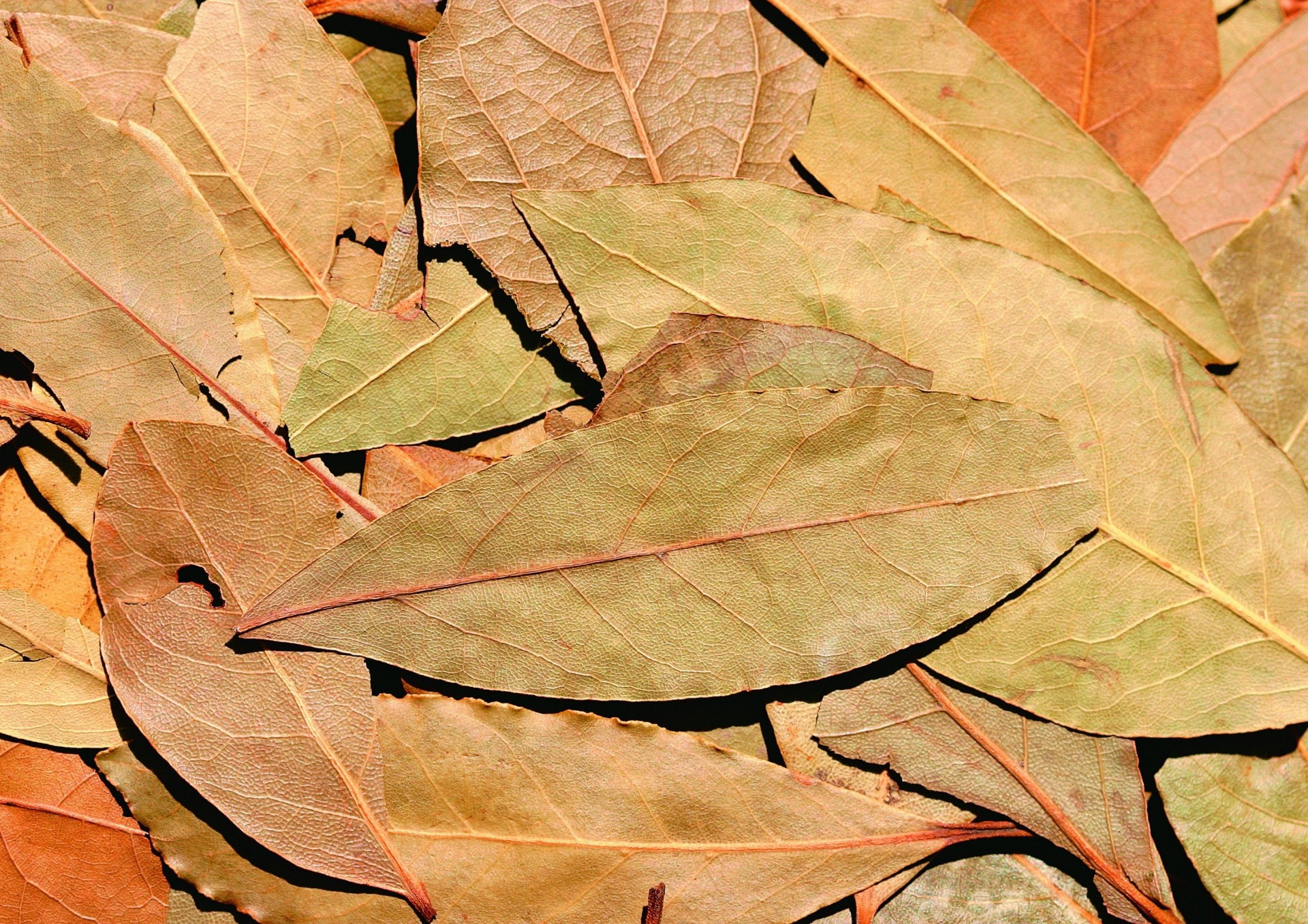 hoja fondo especias condimento