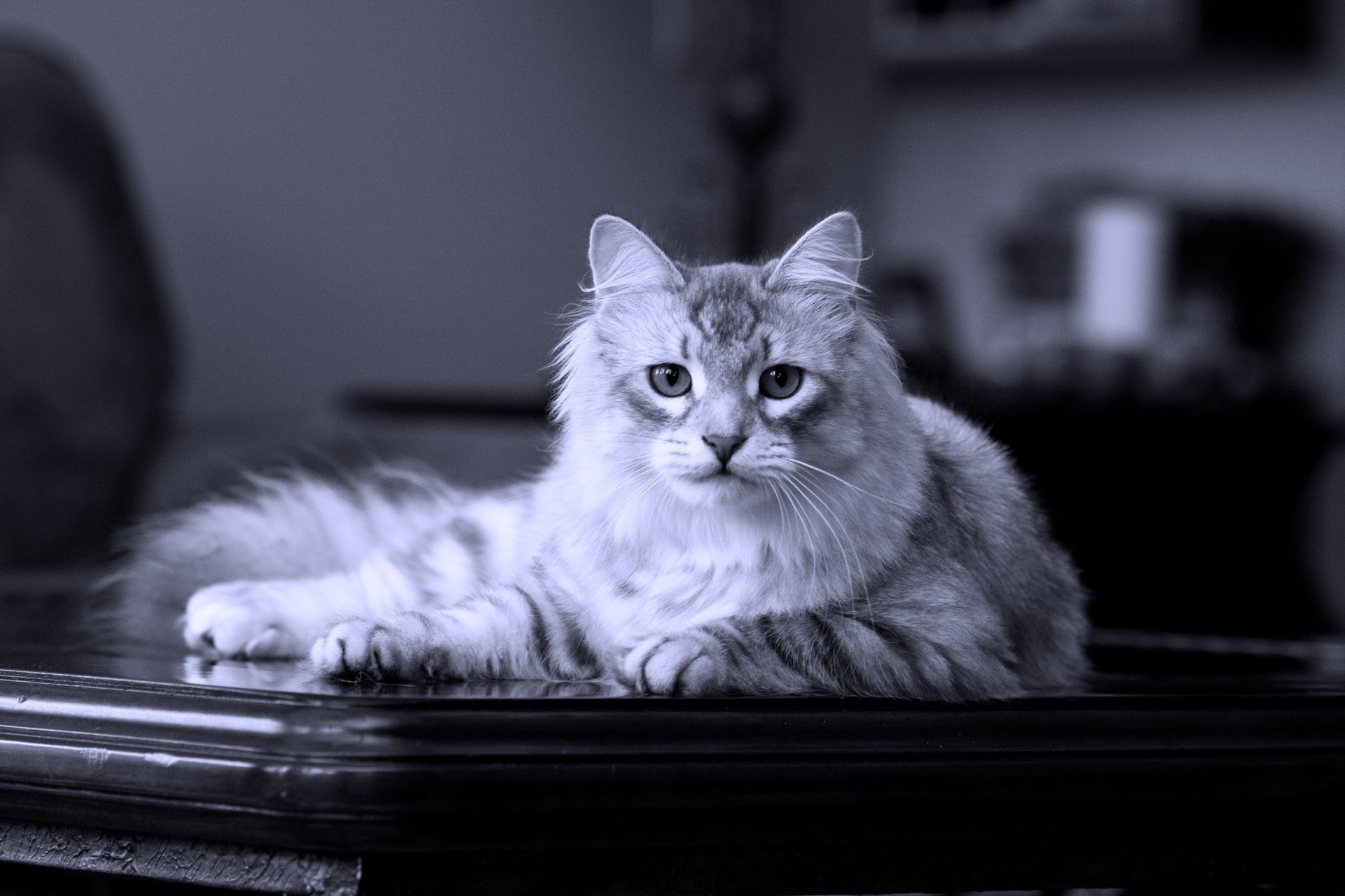 siberiano gato sobre la mesa pura sangre se encuentra