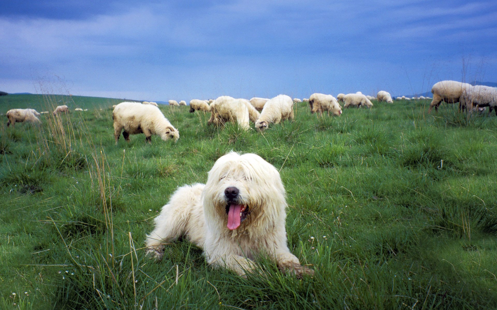 pastore polacco di pianura cane da pastore pascolo pecore cane