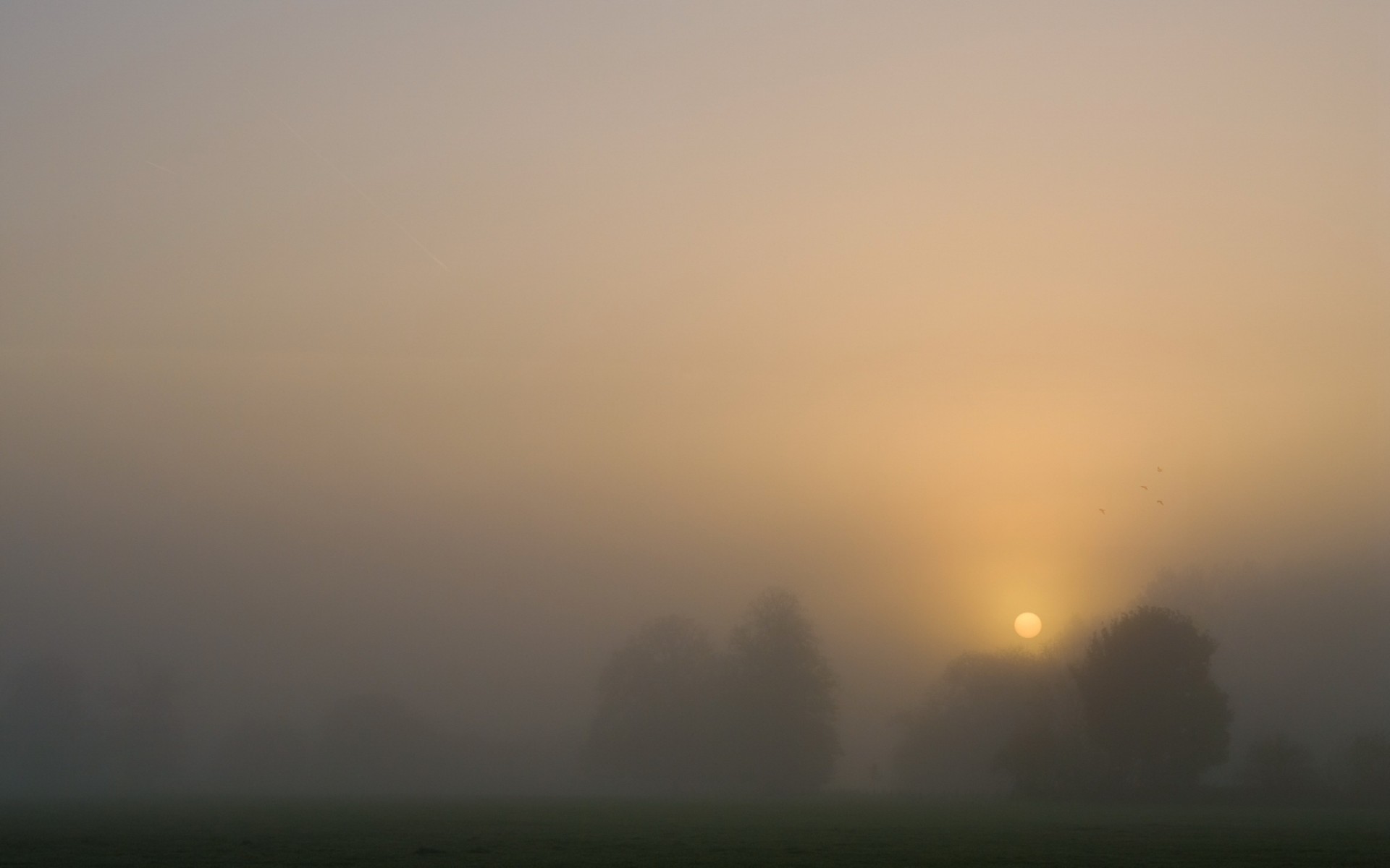 sonnenuntergang bäume nebel