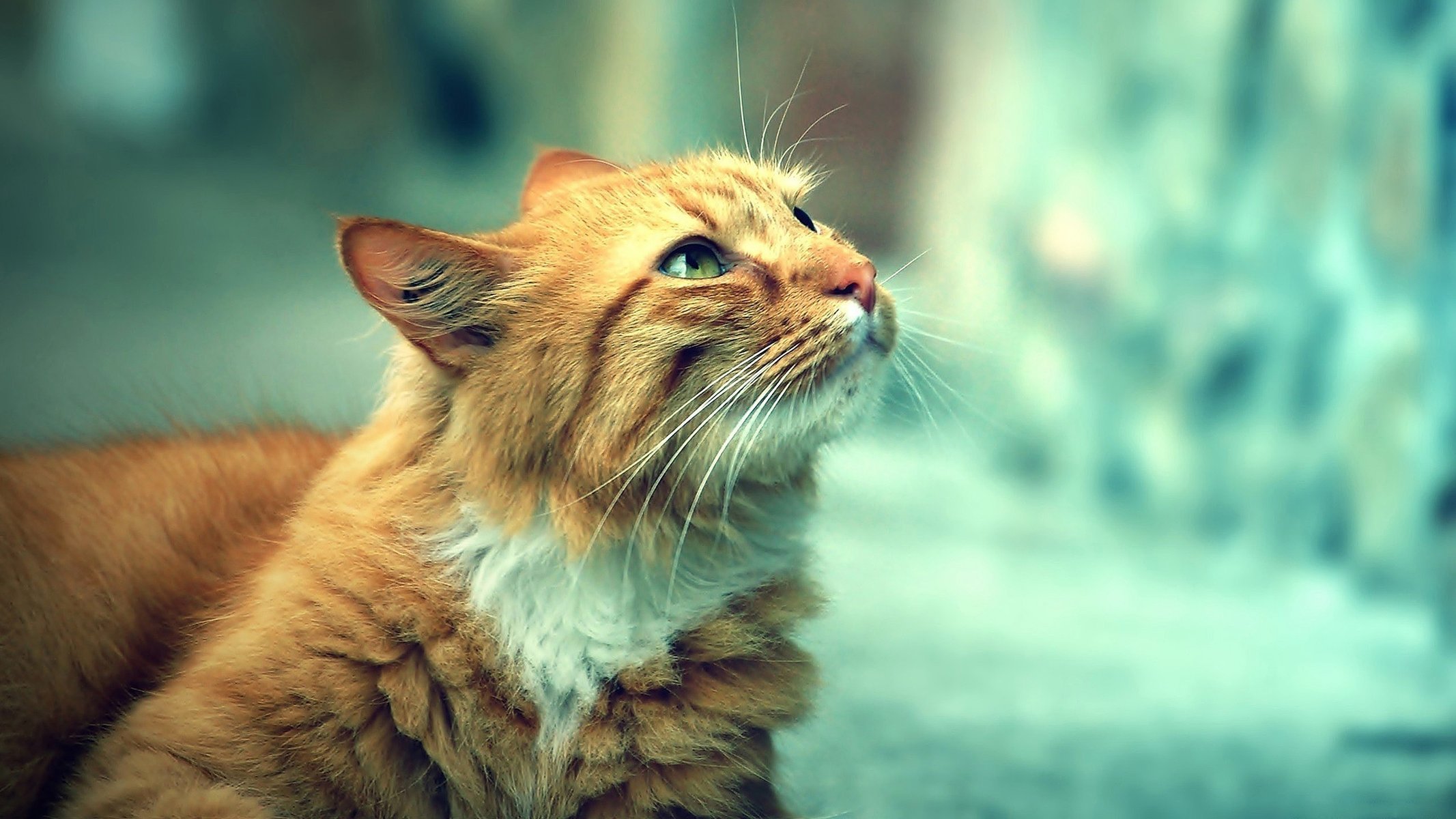 gatto occhi bello rosso guarda