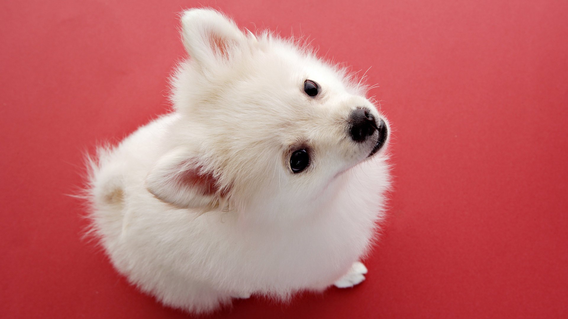 baby dog white puppy