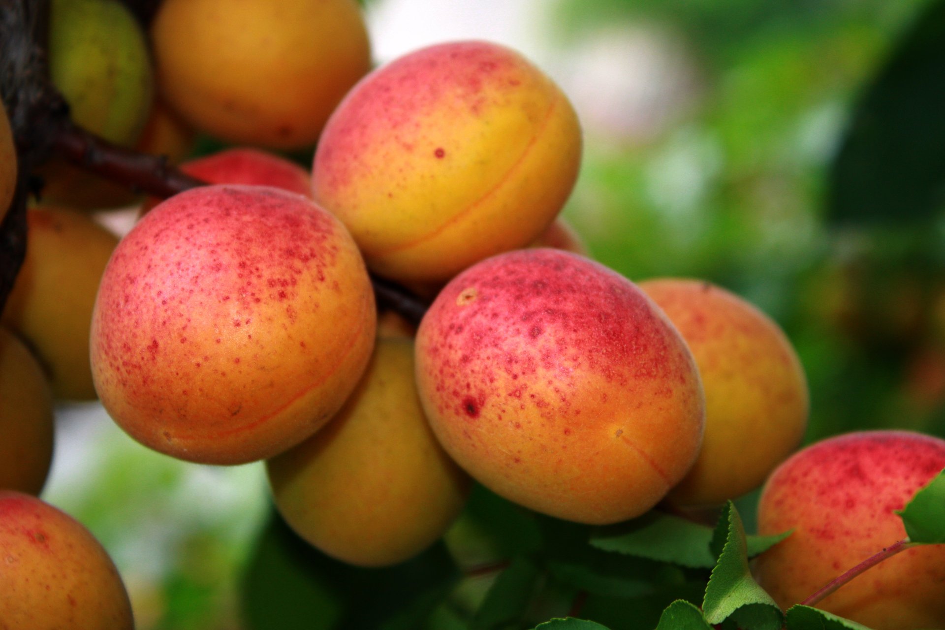 nature fruit leaves apricots tree