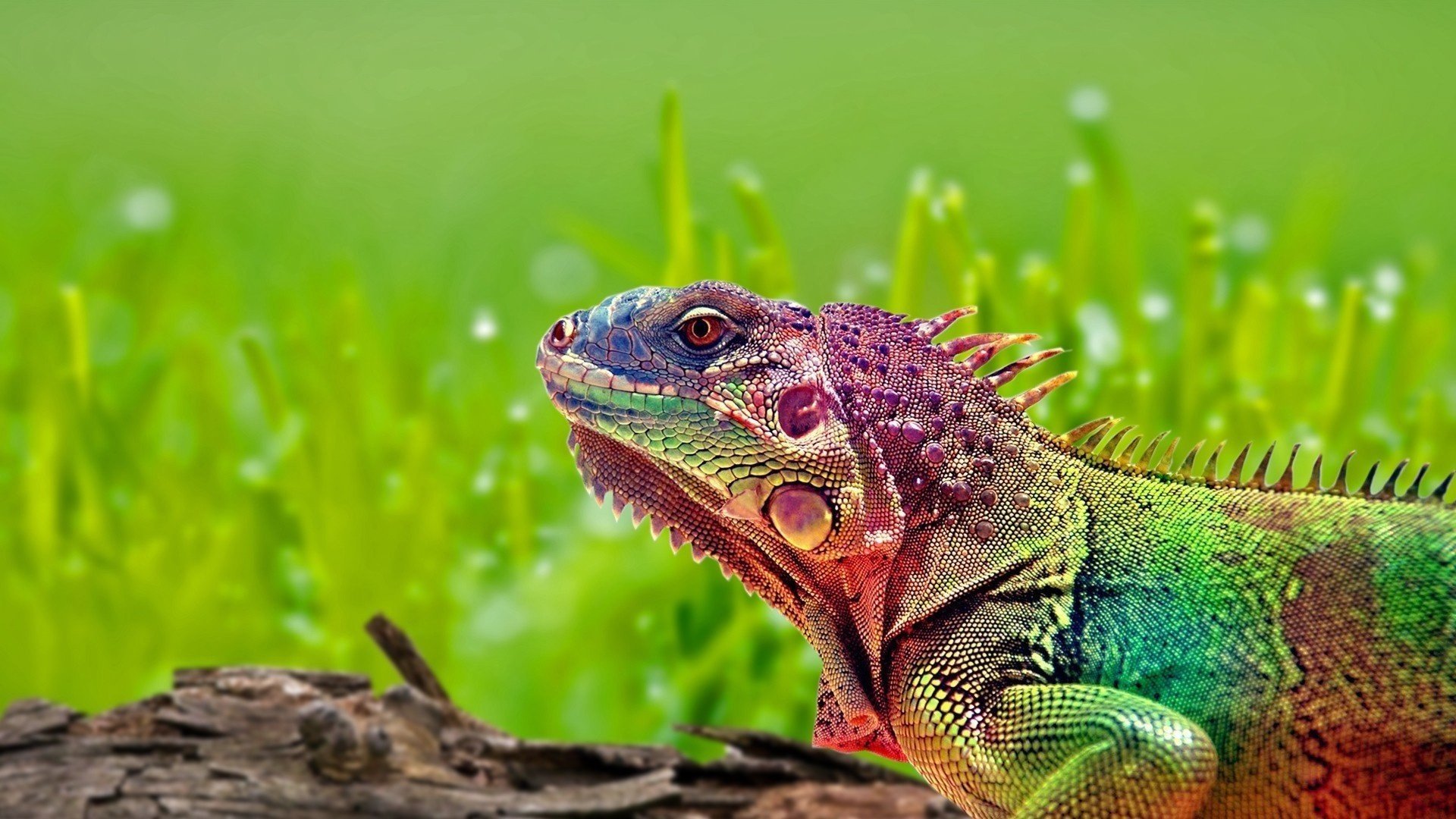 iguana arco iris lagarto