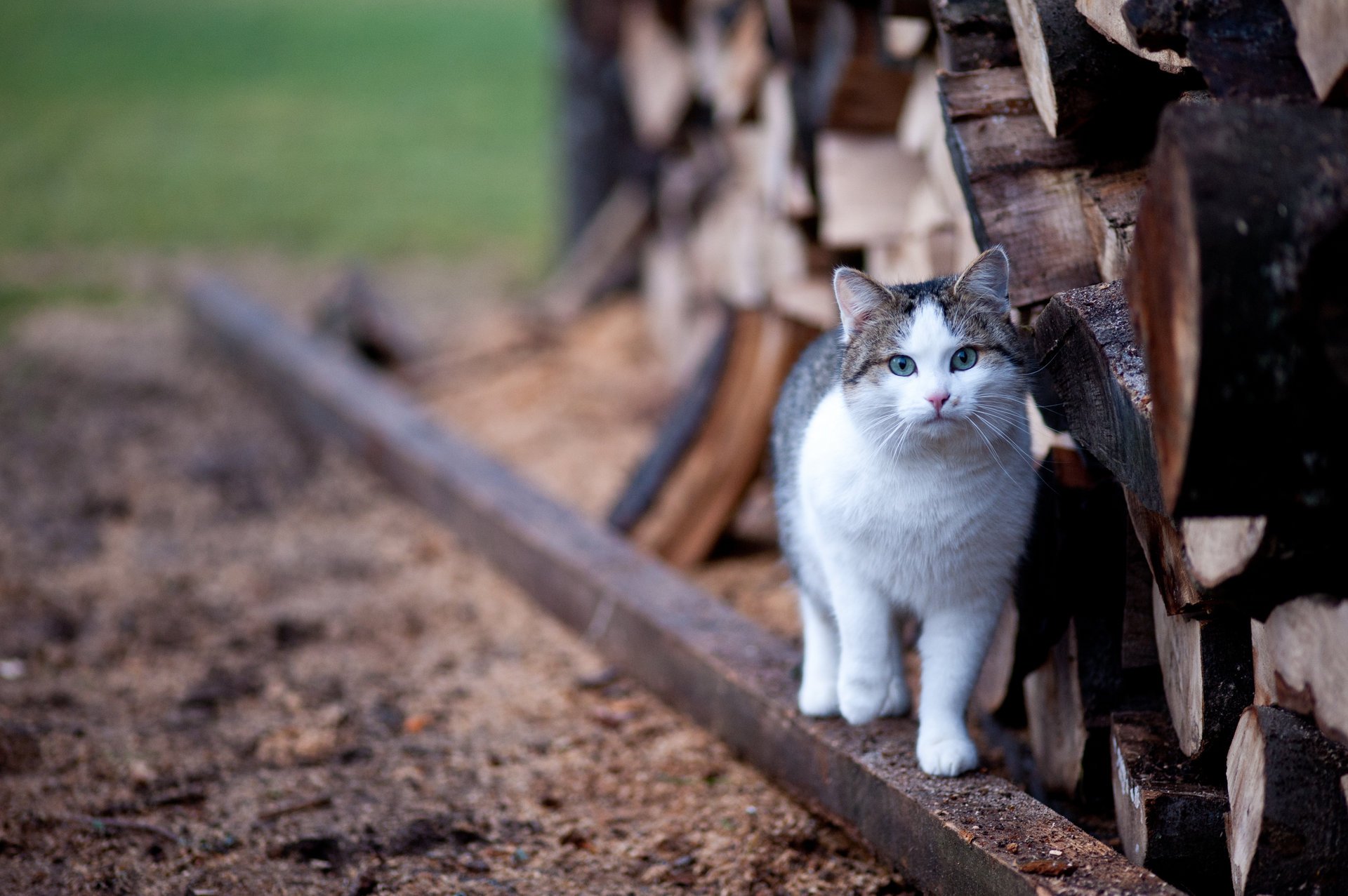 troncos gato borrosidad ojos