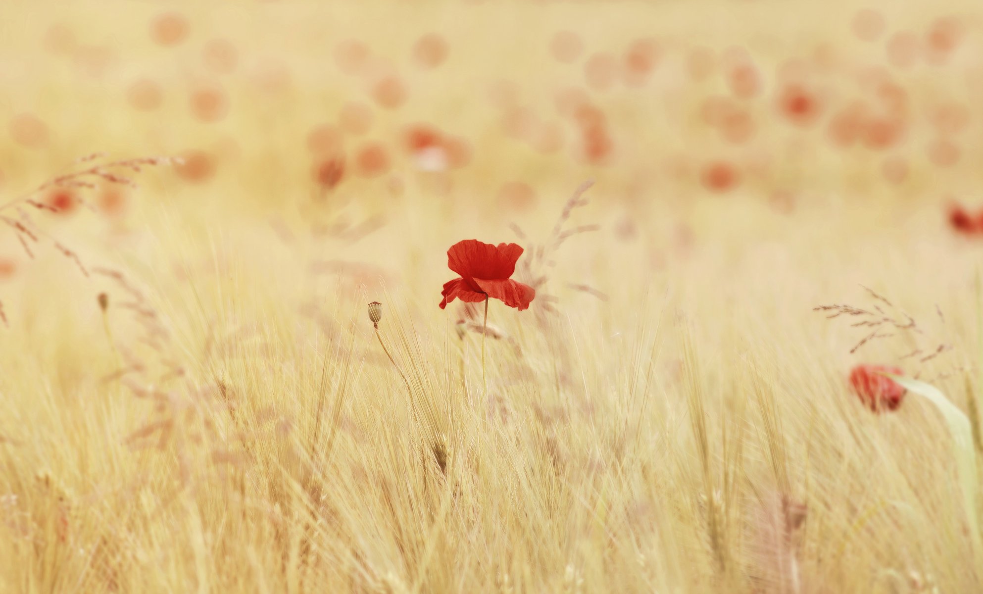 flowers maki spikelets field