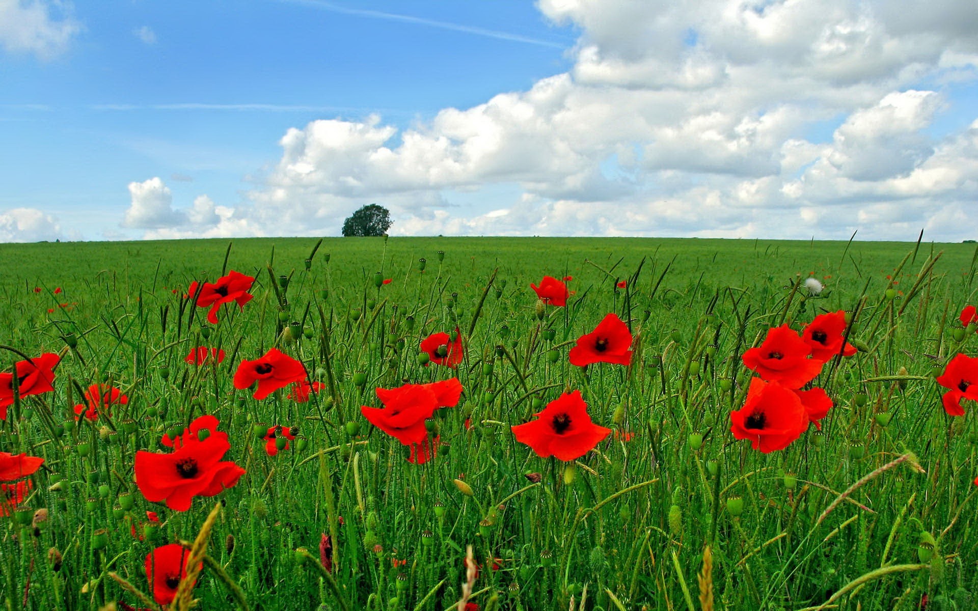 feld grüns mohnblumen