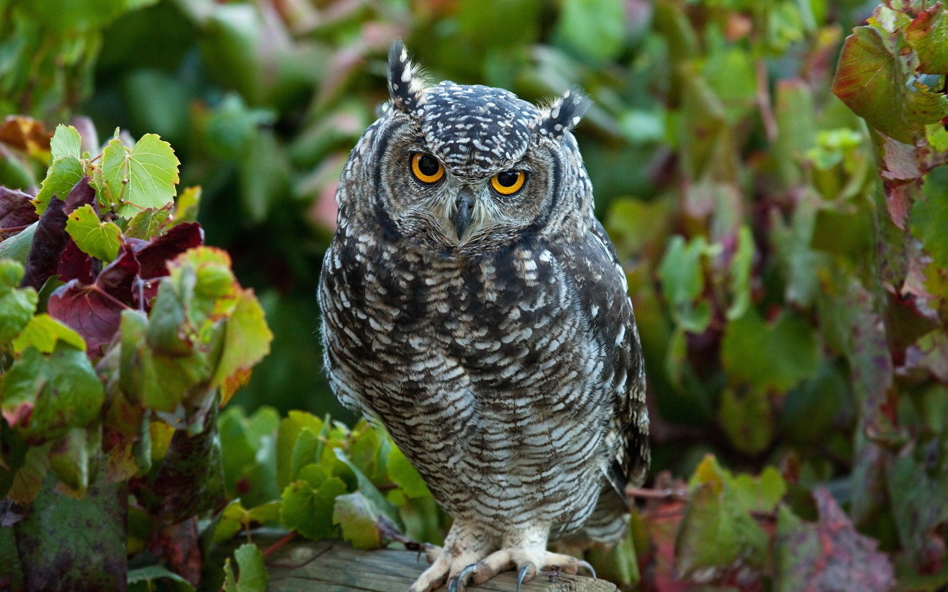 vogel eule eule blätter baumstamm blick wald gefieder