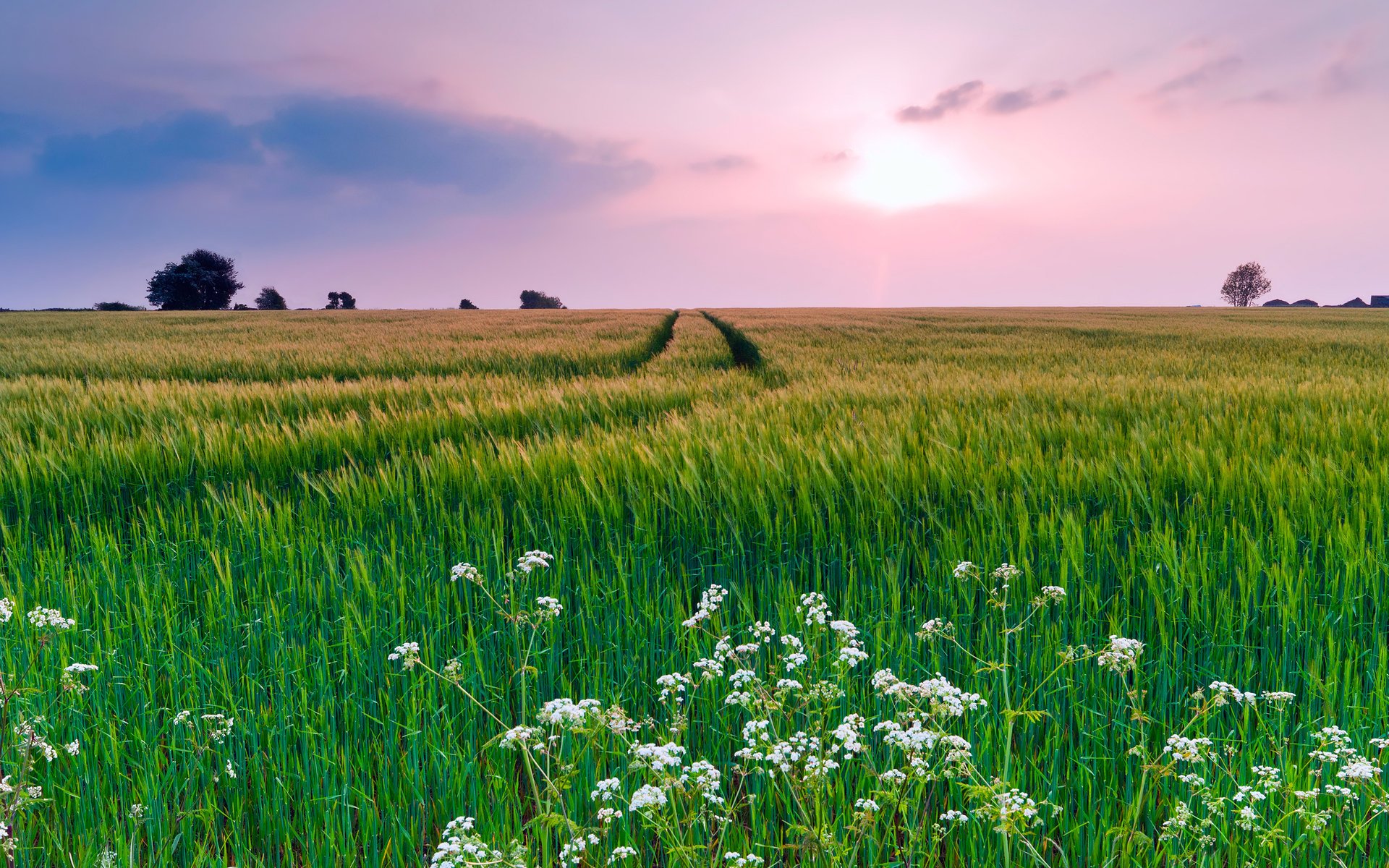 fiori estate erba natura cielo campo nuvole sera