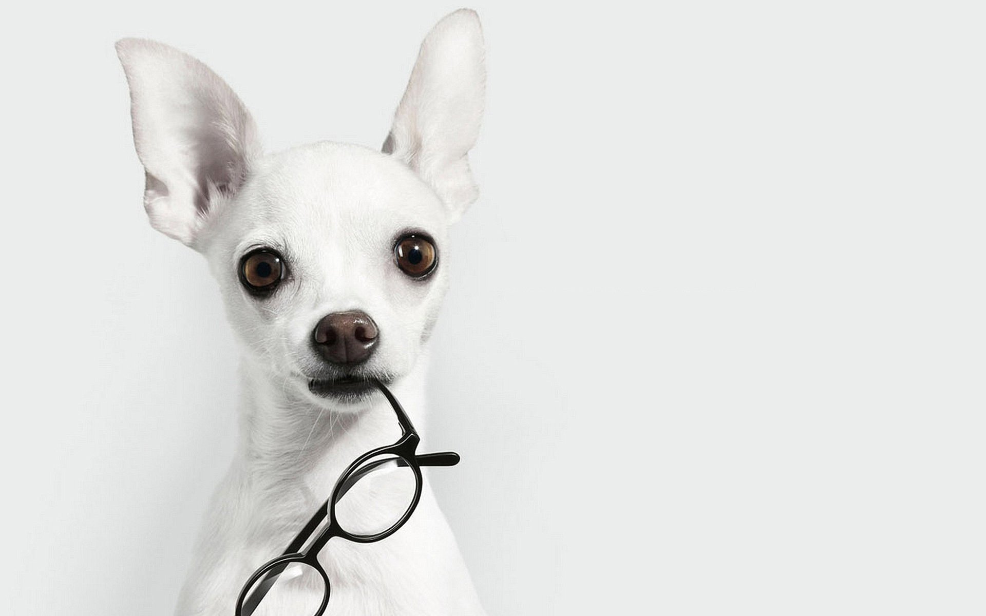 dog glasses ears look muzzle