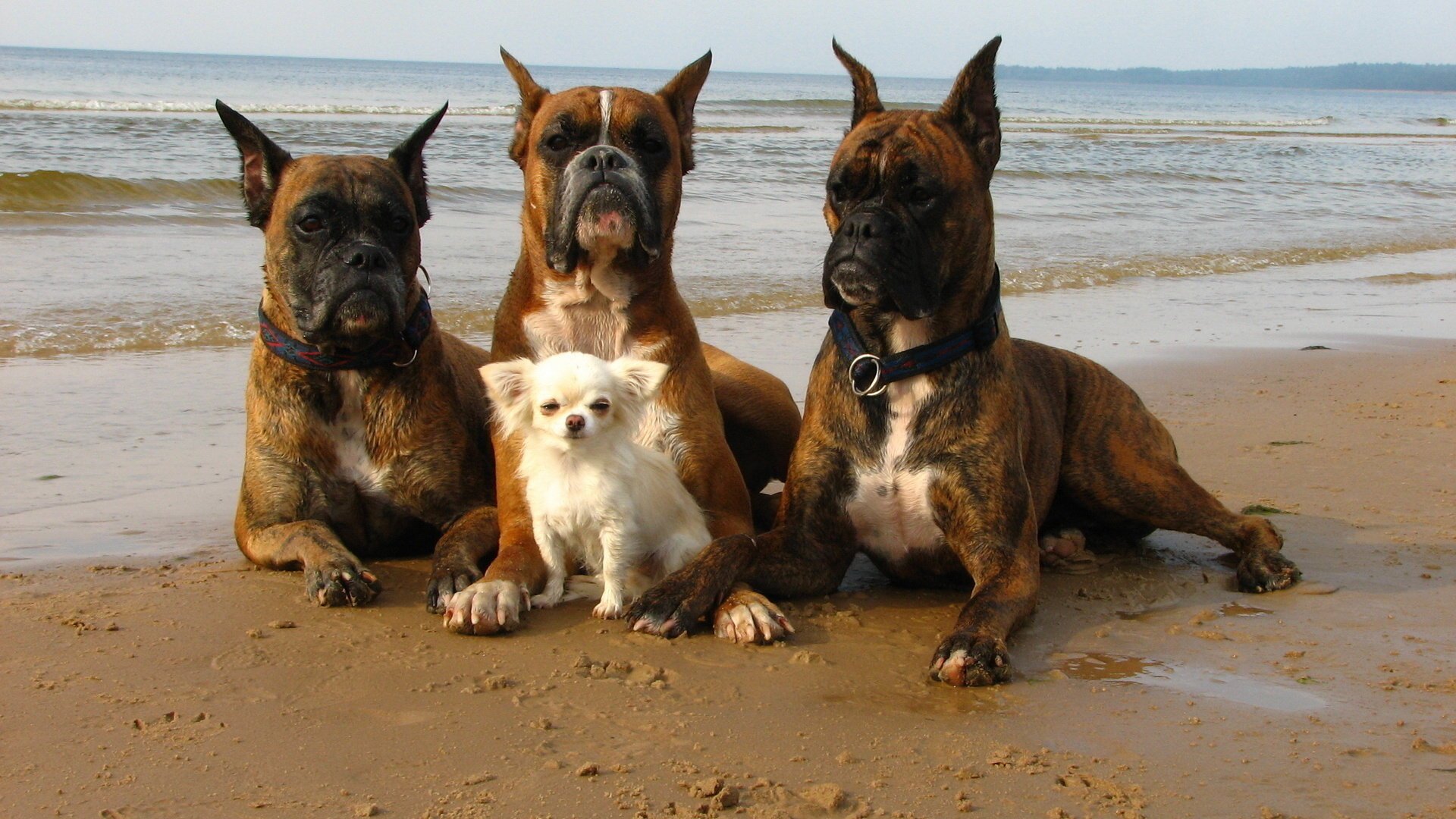 perros guardia mar paseo playa