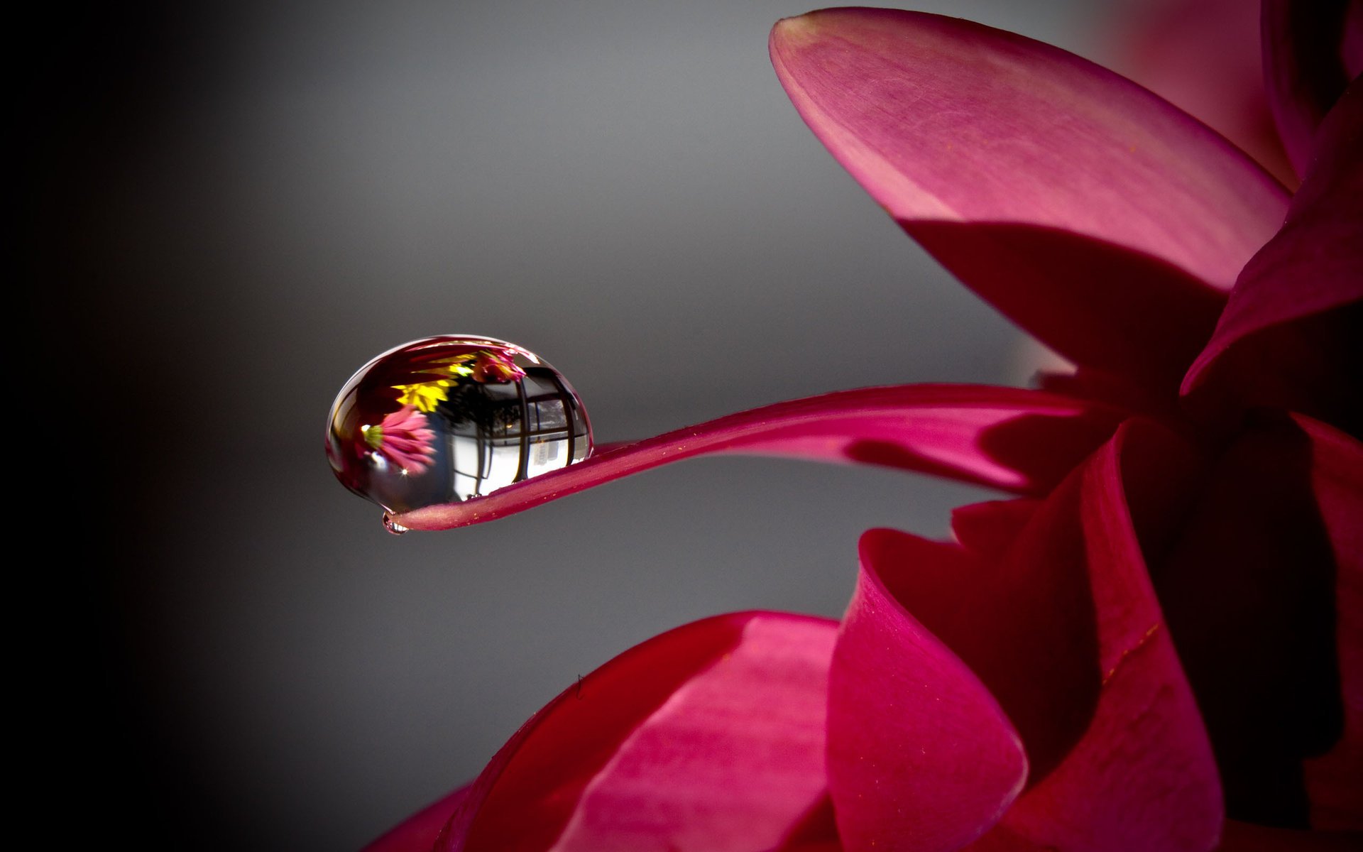 fleur eau rosée goutte