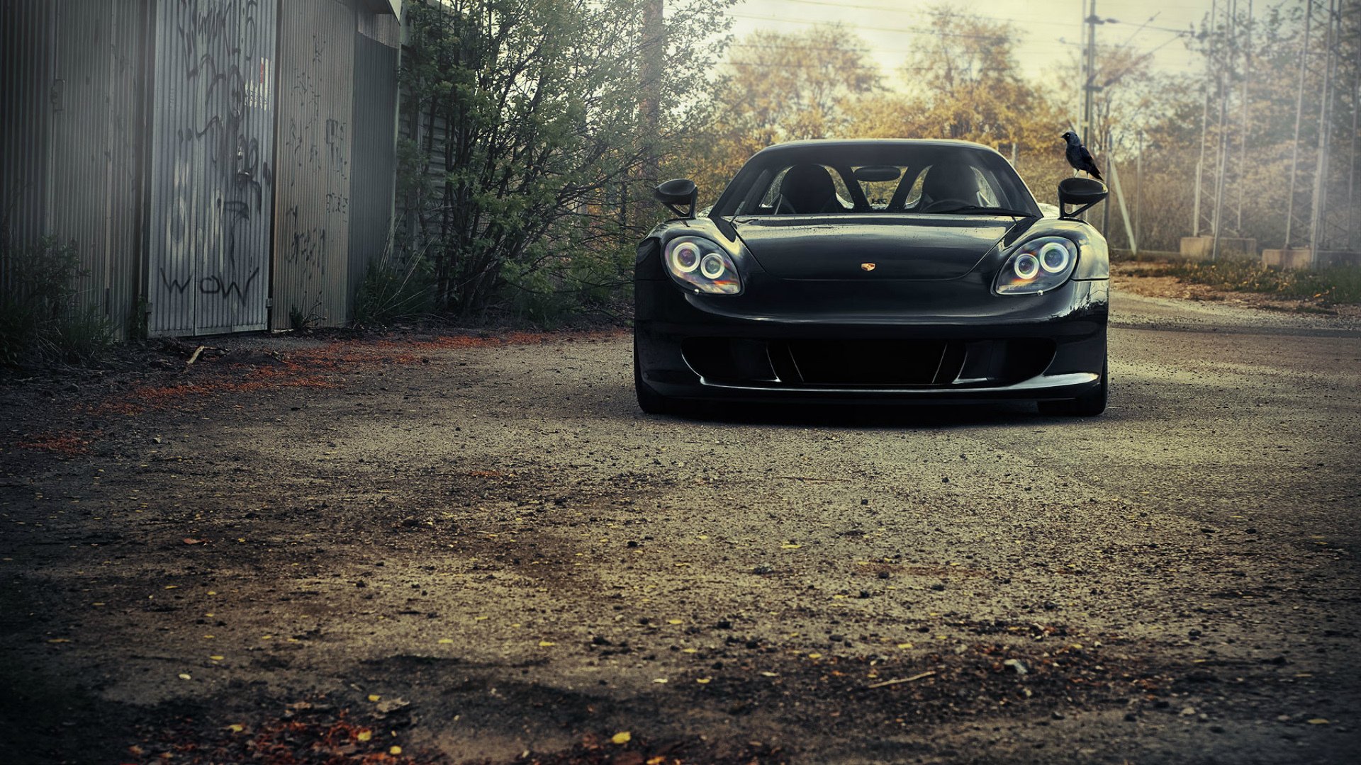 porsche porsche uccello auto porsche carrera gt