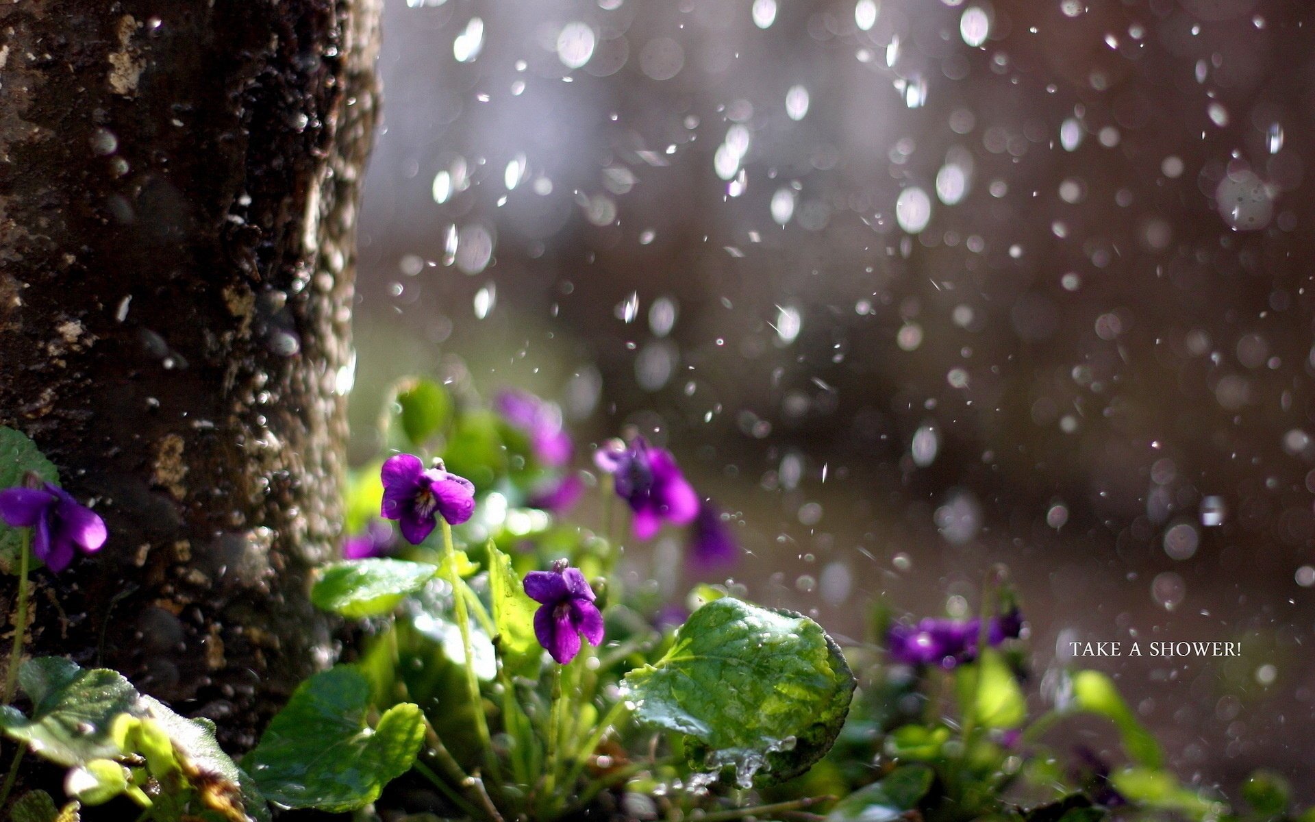 flowers nature rain