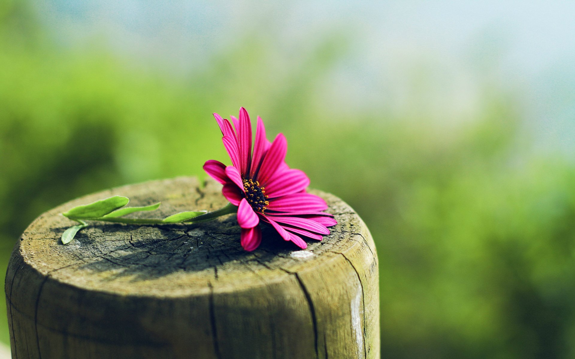 arbre souche fleur flou gros plan