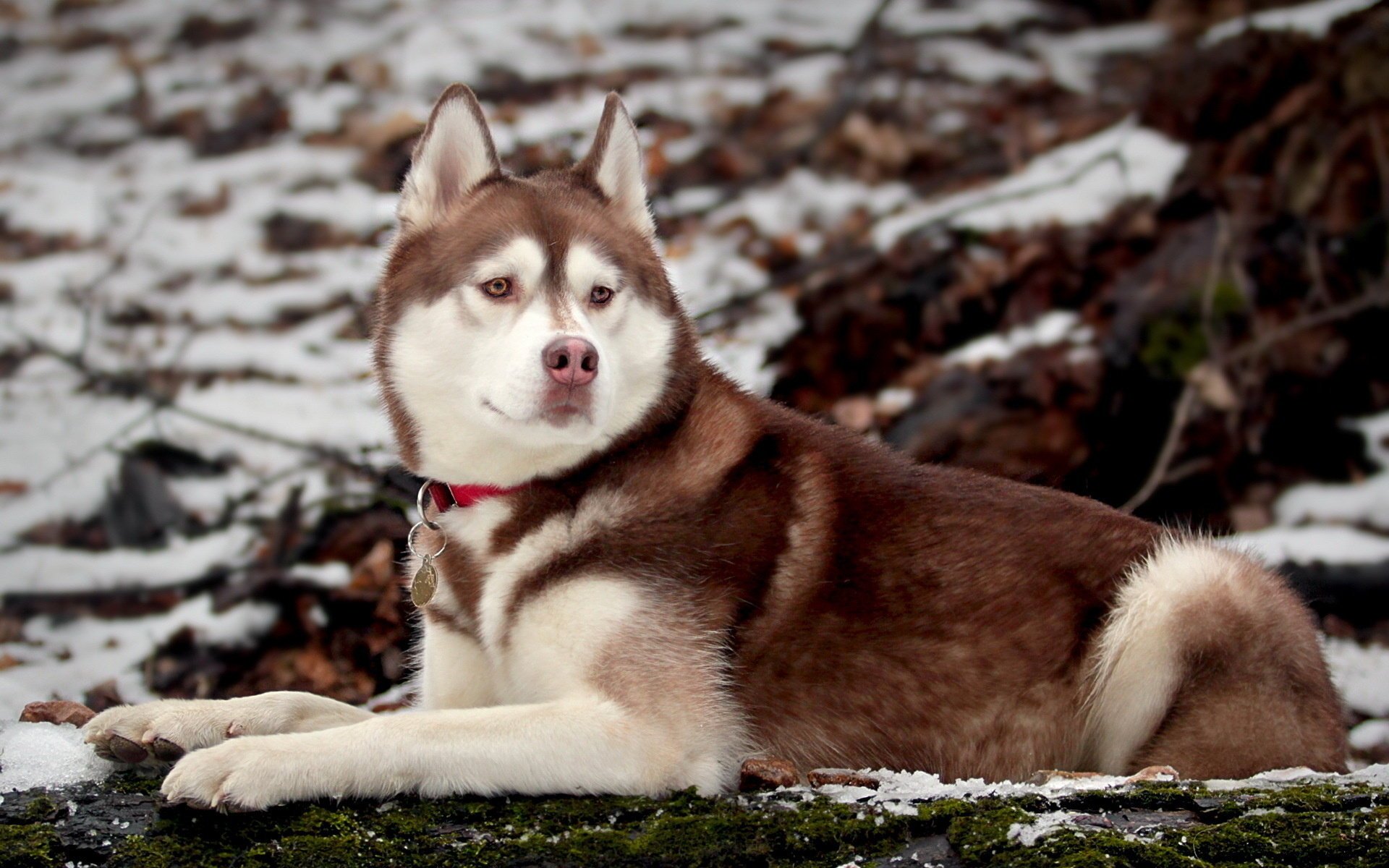 dog nature husky