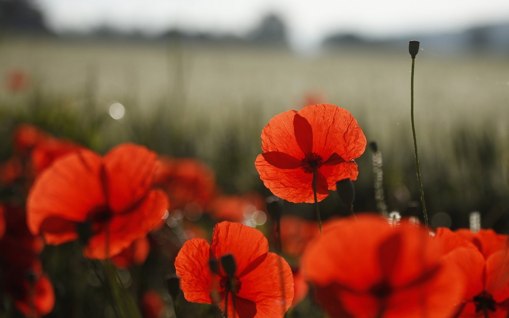 fleurs nature coquelicots champ