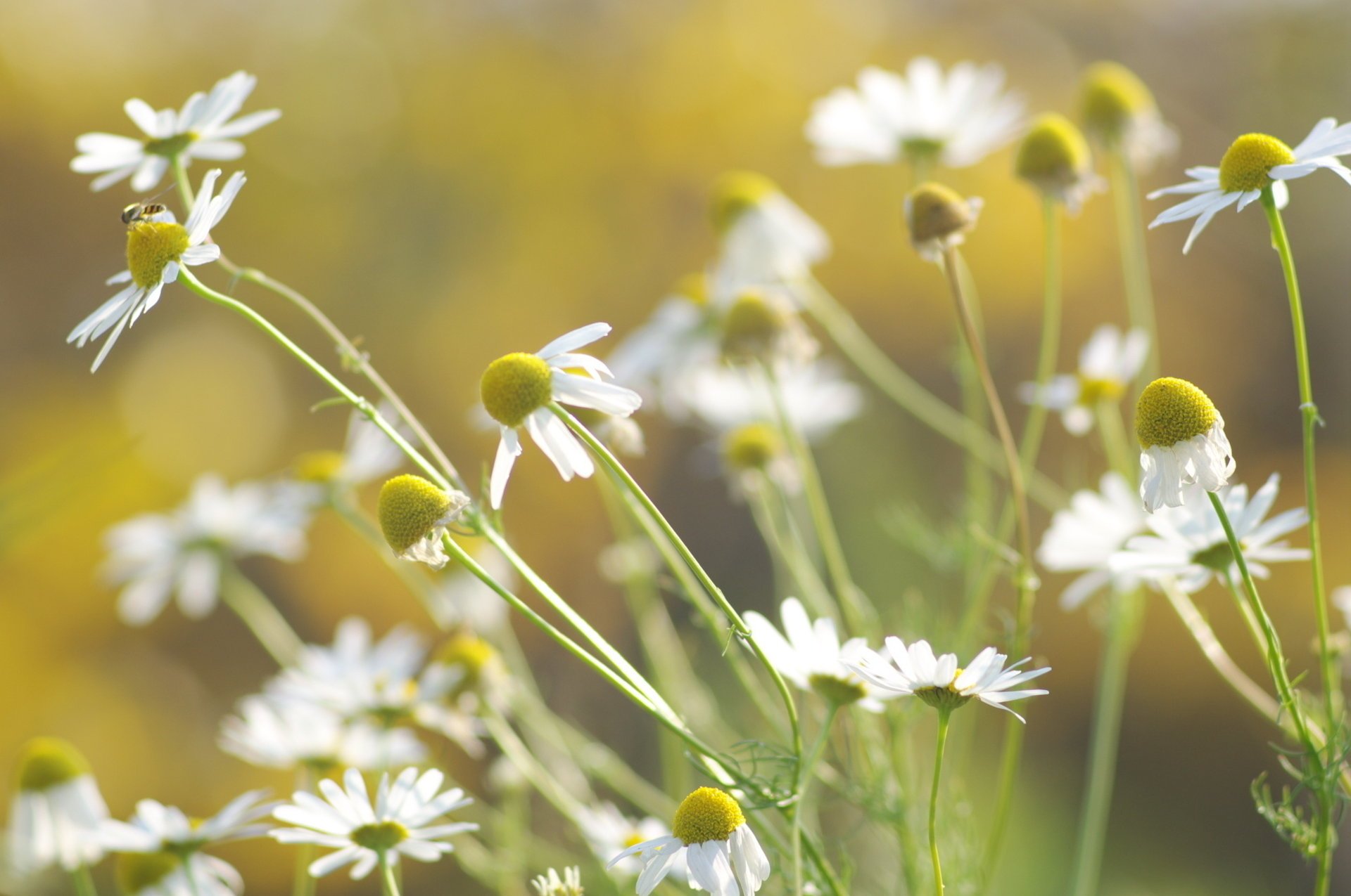 fleurs blanches marguerites pétales