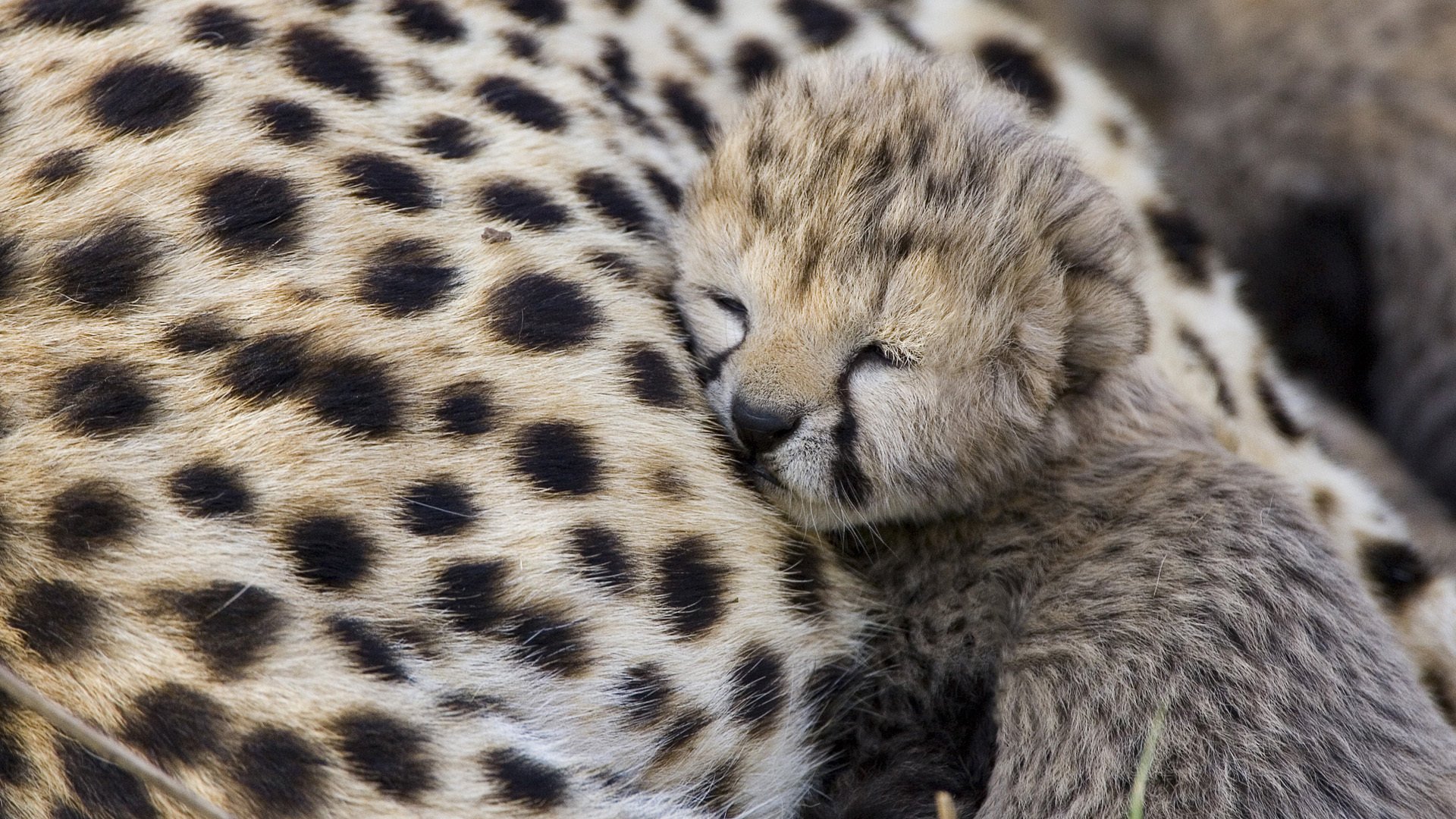 predator cheetah cub cheetah