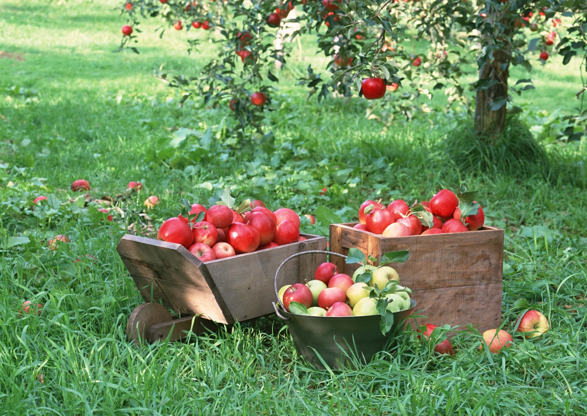 apfel kiste ernte topf