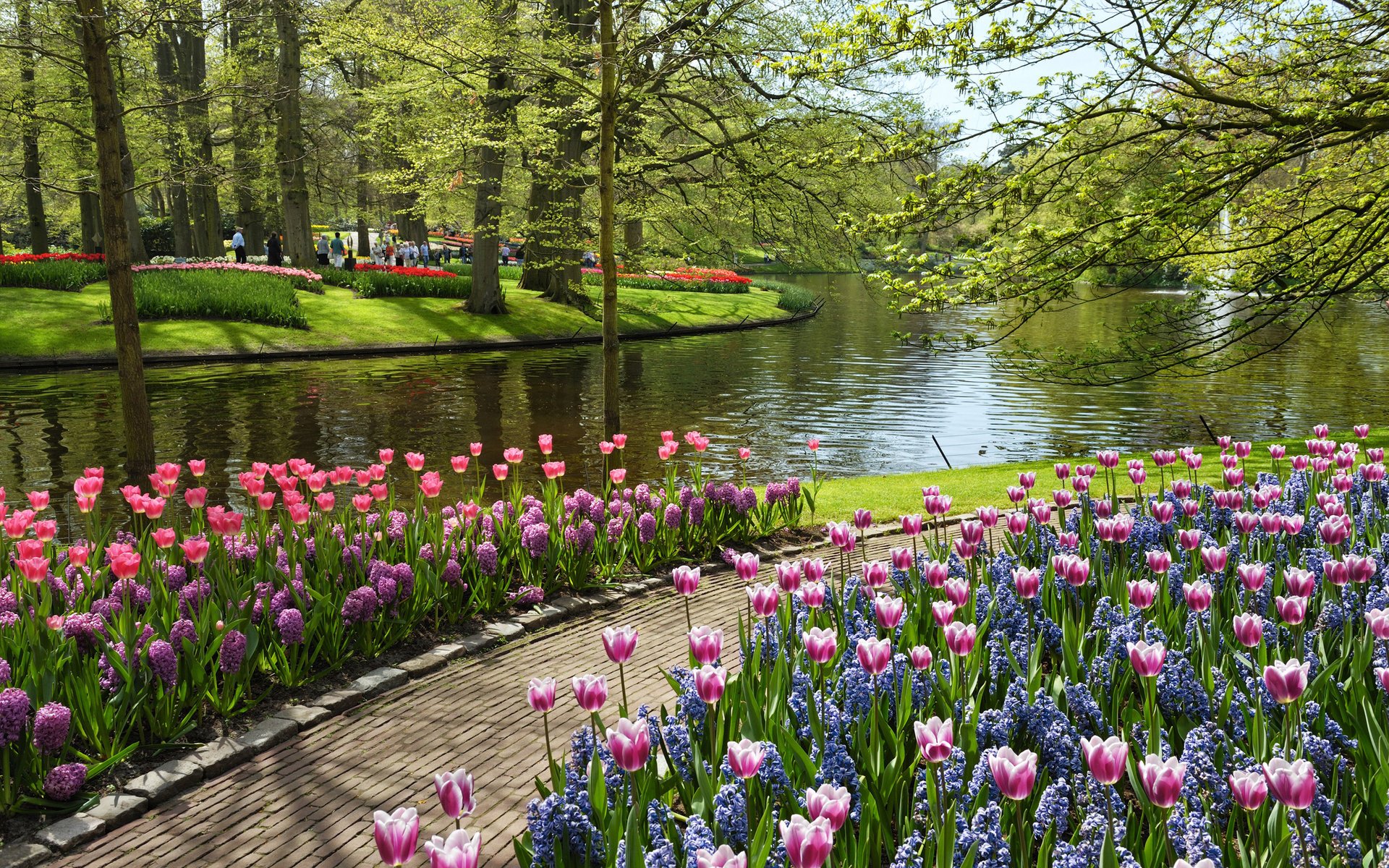 kwiaty keukenhof garden of europe netherlands park holandia