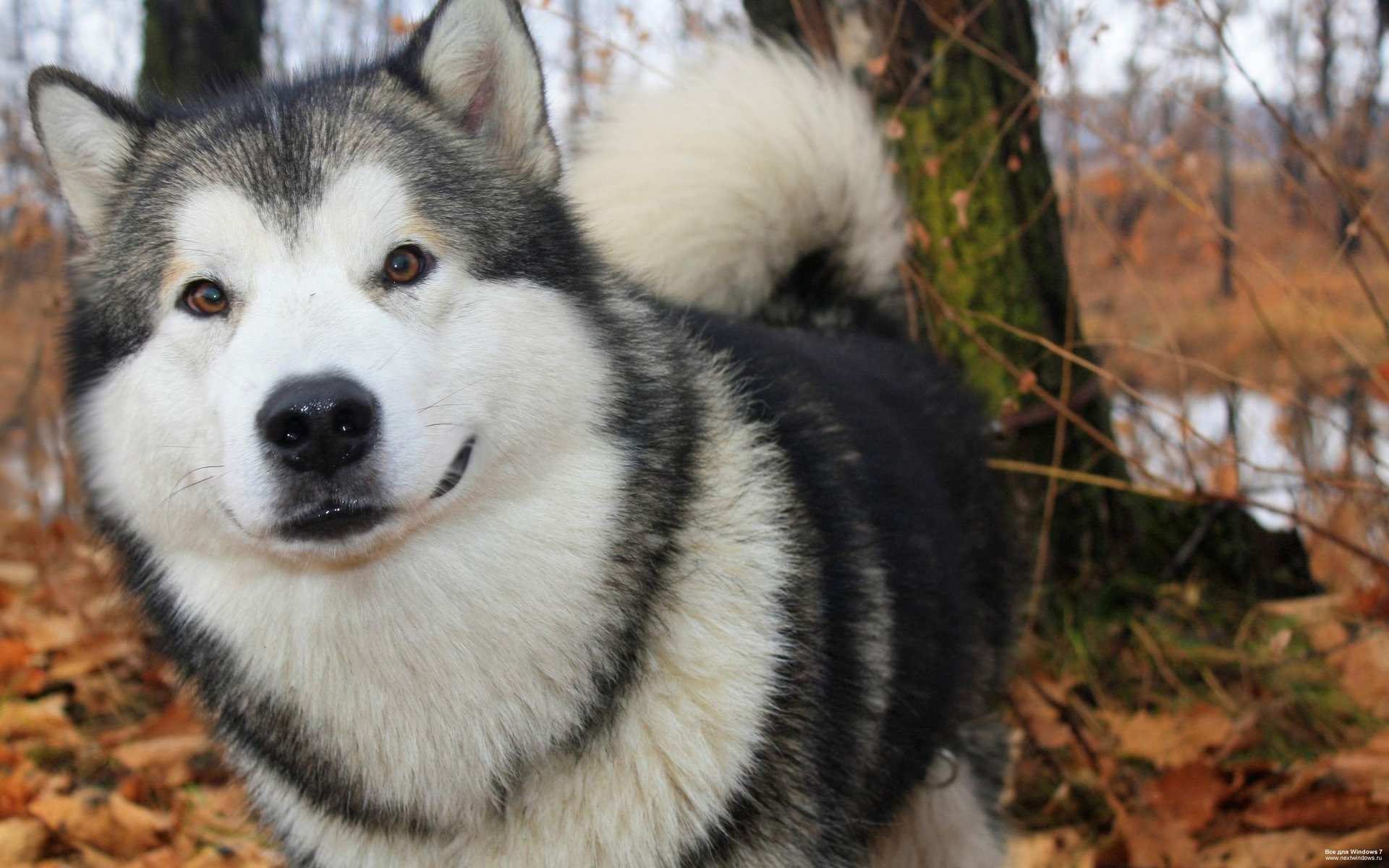 vue chien papier peint husky