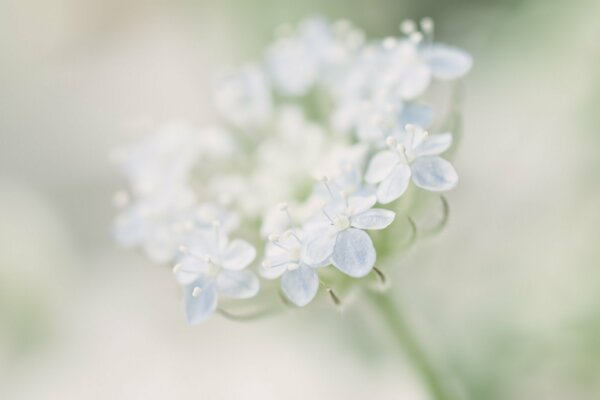 Zarte Blüten in blauer Unschärfe