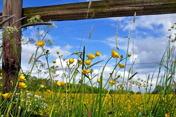 Campo de verano de flores amarillas