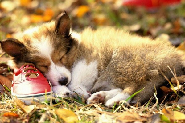 The puppy fell asleep in the yellow leaves