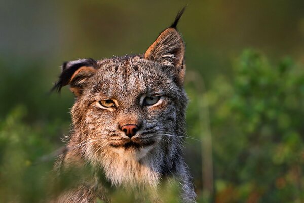 Foto divertida de un lince en la hierba con una mirada astuta