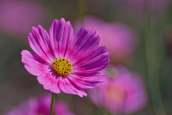 Cosmée rose sur fond flou