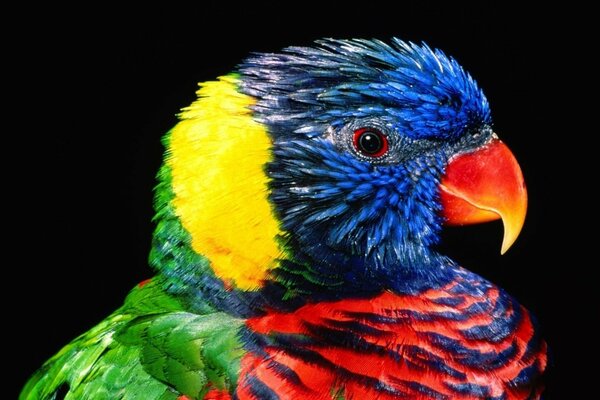 Uccello pappagallo con piume colorate