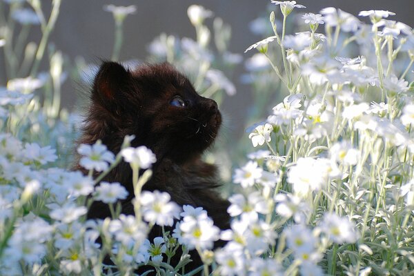 Маленький котёнок сидит на лужайке с цветами