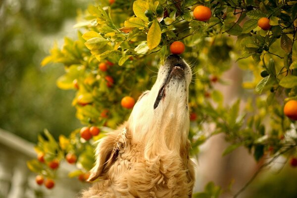 Der Hund streckt sich nach reifen Mandarinen