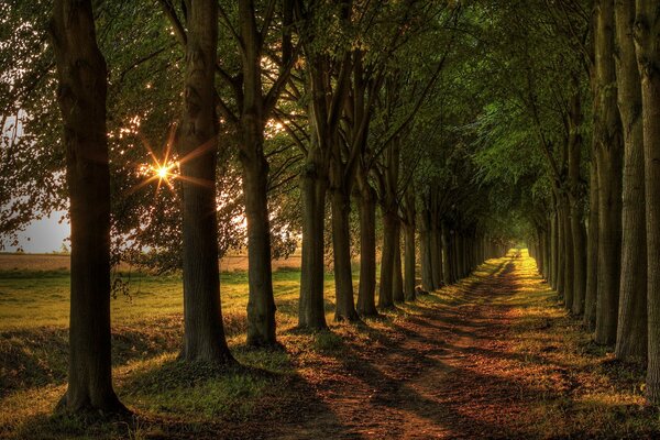 Pittoresco paesaggio di alberi sullo sfondo del tramonto