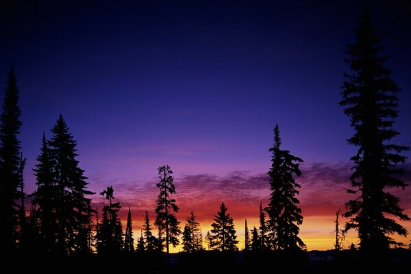 Insolito tramonto multicolore che illumina gli alberi