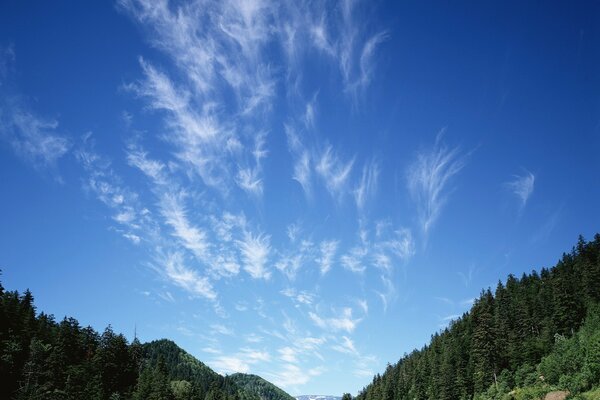 Slender Christmas trees on the background of feathery clouds