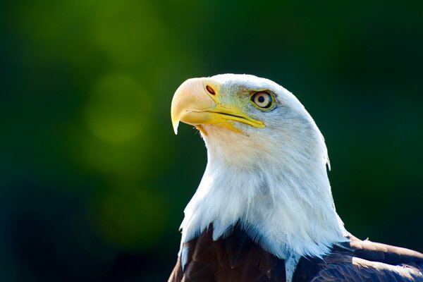 A proud eagle on a green background