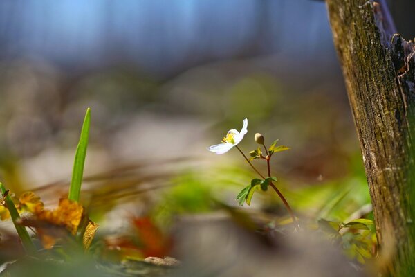 Blume und Baum in der Sommernatur