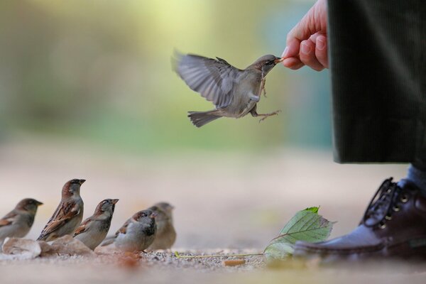 The hand feeding the sparrow and others are waiting