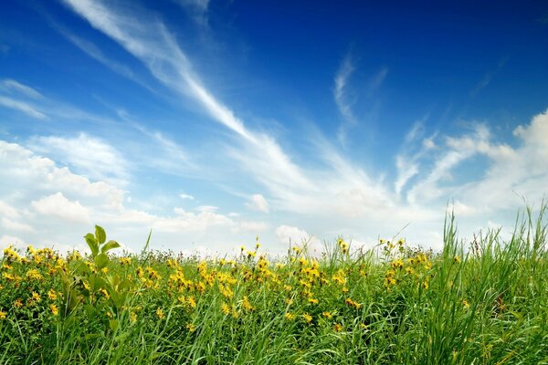 Auf dem Feld sind Blumen, die Natur ist schön wie der Himmel