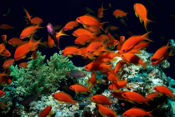 Viele Orangenfische schwimmen unter Algen