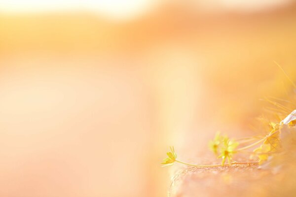 Fleurs jaunes sur fond de pêche délicate