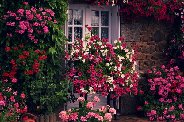 Giardino domestico sul muro della casa