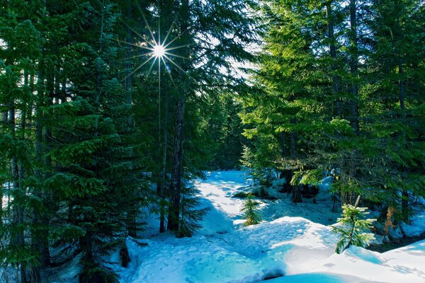 Bella natura in inverno, i raggi del sole si fanno strada attraverso i rami degli alberi