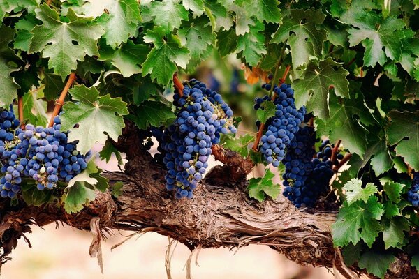 Grappes de raisins dans le jardin sur une branche