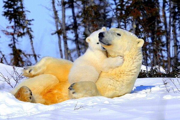 Mama Bär und Bär umarmen sich im Schnee