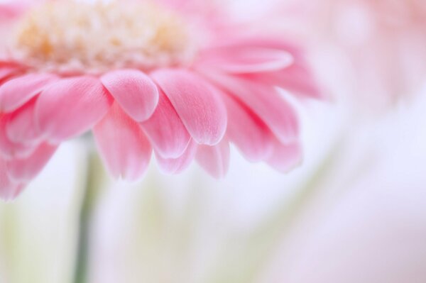 The petals of pink gerbera look very gentle